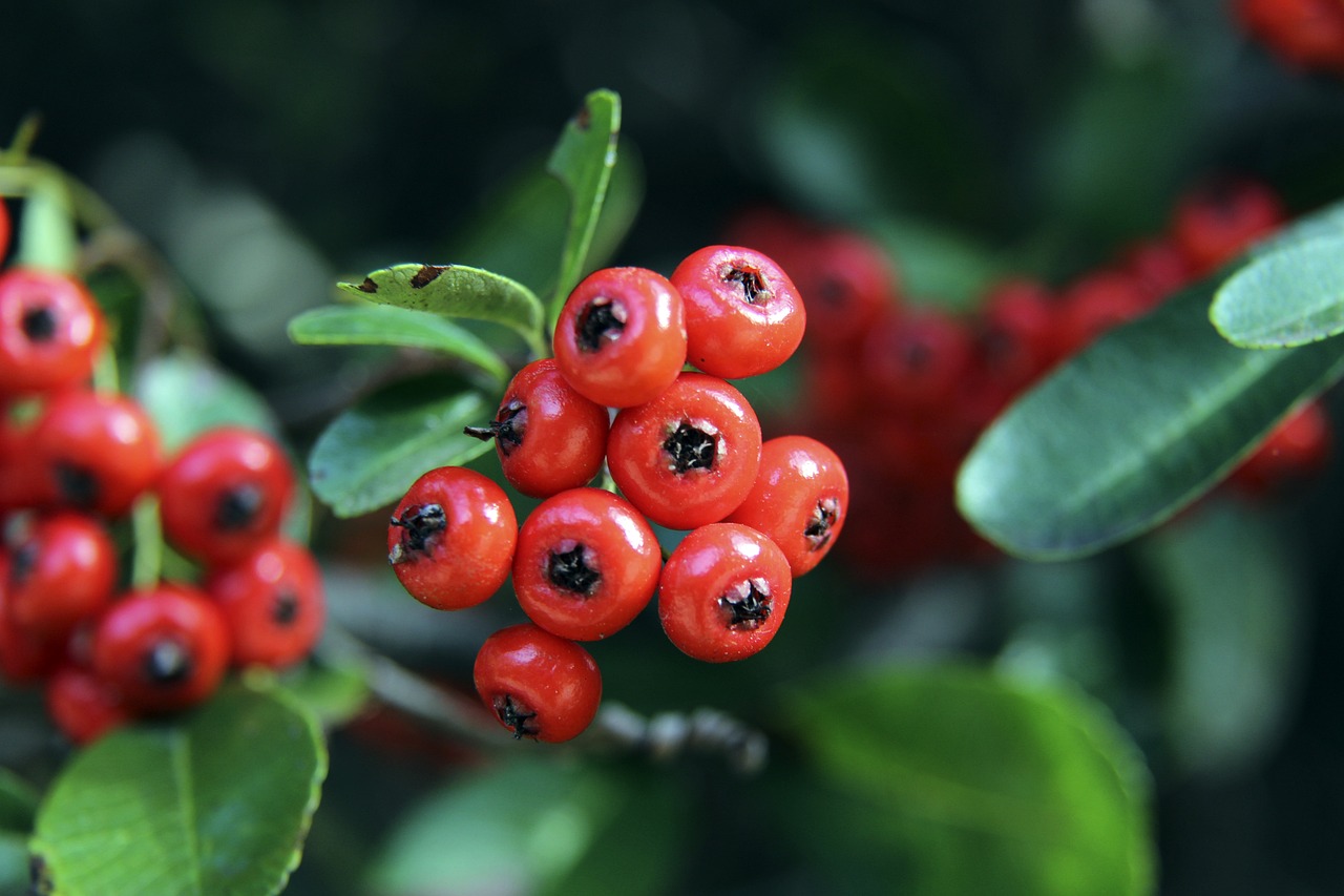 分明的气候 分明的气候